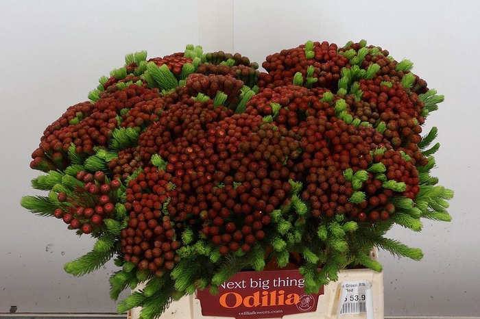 <h4>Kaaps Groen Alb. Red</h4>