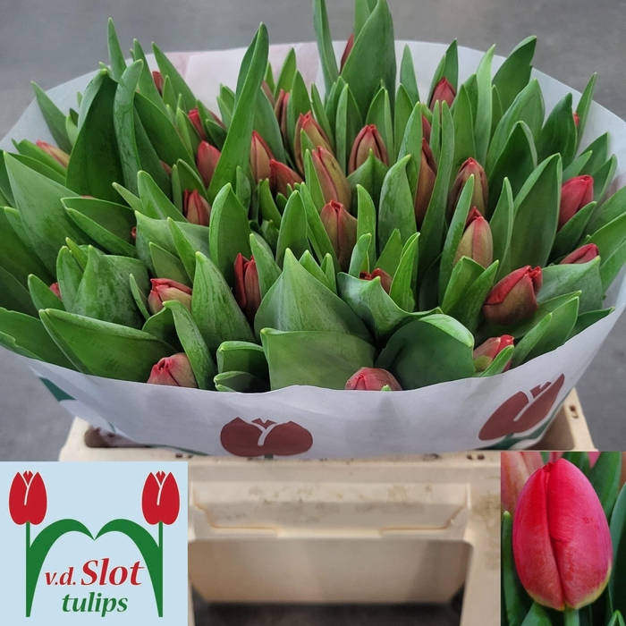 <h4>TU EN ESCAPE</h4>