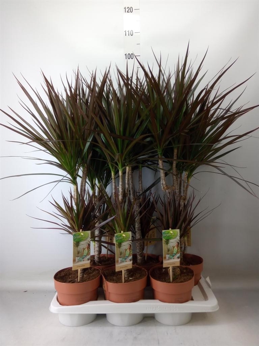 <h4>Dracaena marg. 'Magenta'</h4>