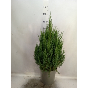 Juniperus chinensis 'Stricta'