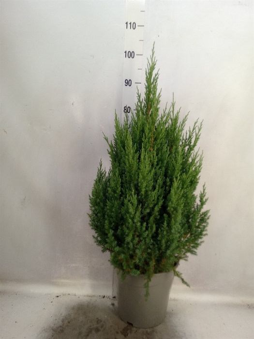 Juniperus chinensis 'Stricta'