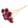 Shola Daisy Sunflower 6cm on stem Multicolour Cerise/Yellow