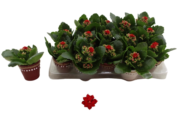 <h4>KAL GE DON JUSTINO</h4>