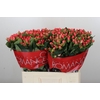Hypericum Sweet Romance