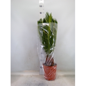 Cycas revoluta