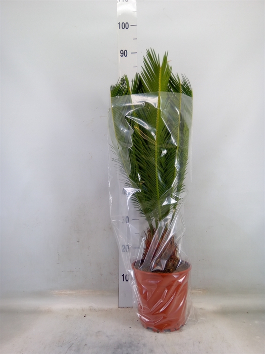 <h4>Cycas revoluta</h4>