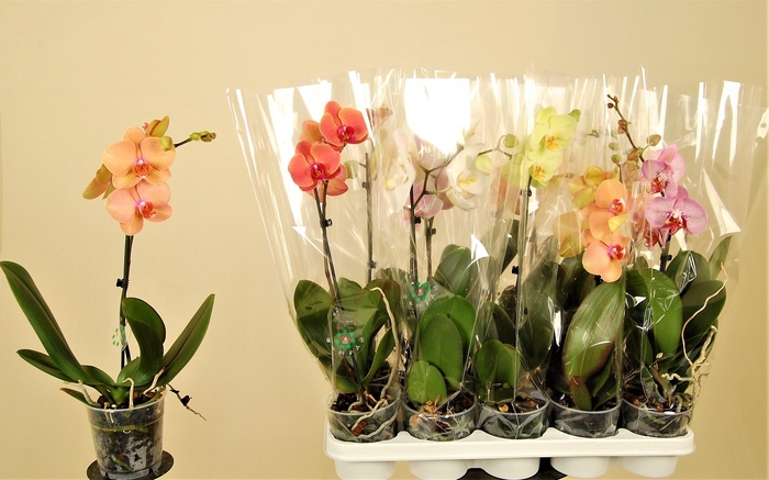 <h4>PHAL GEM 7 KL</h4>