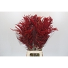 Bromelia Red Paloma