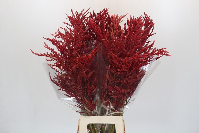 <h4>Bromelia Red Paloma</h4>