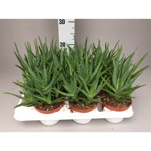 Aloe mitriformis