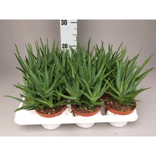 <h4>Aloe mitriformis</h4>