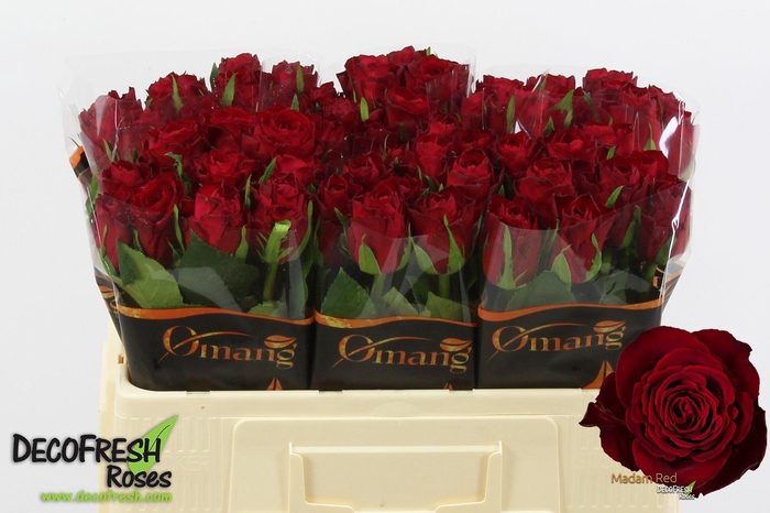 <h4>R Gr Madam red</h4>