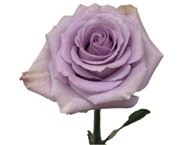 <h4>R GR STAR PLATINUM</h4>