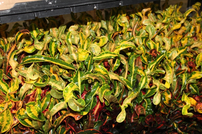 <h4>CROTON GINGHA P24</h4>