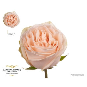 Rosa Garden Spirit