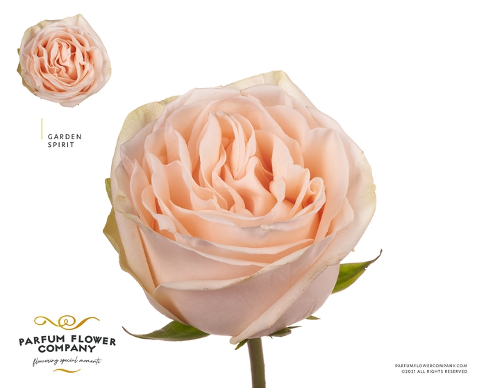 <h4>Rosa Garden Spirit</h4>