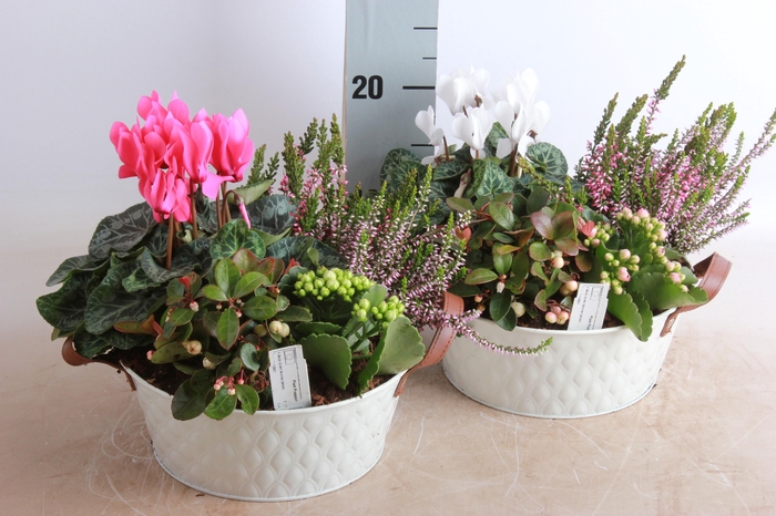 <h4>ARR TUINPLANTEN</h4>