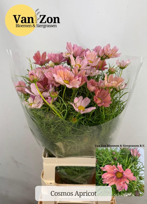 <h4>COSMOS BIPINNATUS</h4>