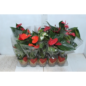 ANTHURIUM VARIADO P12