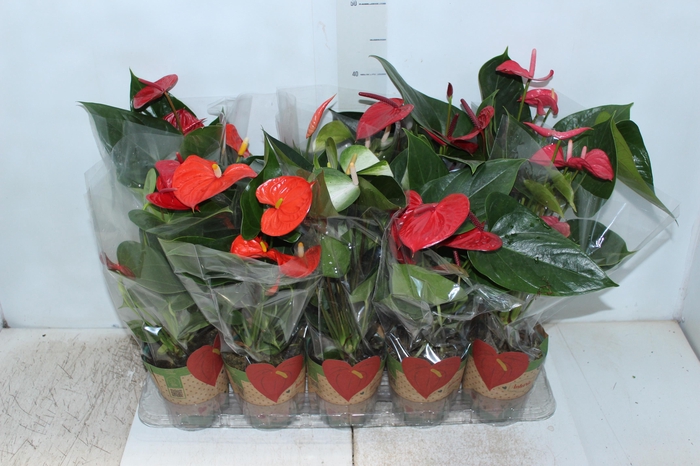 <h4>ANTHURIUM VARIADO P12</h4>