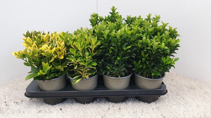 <h4>Euonymus mixtray</h4>