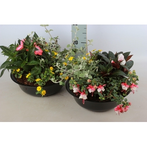 ARR TUINPLANTEN