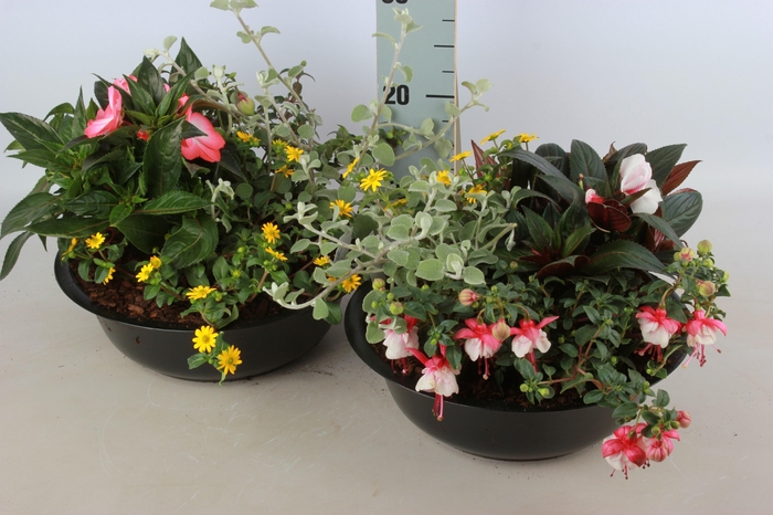 <h4>ARR TUINPLANTEN</h4>