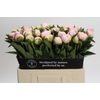 Paeonia Florence Nicholls