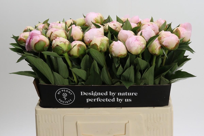 <h4>Paeonia Florence Nicholls</h4>