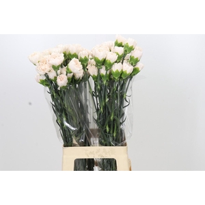 Dianthus St Brut