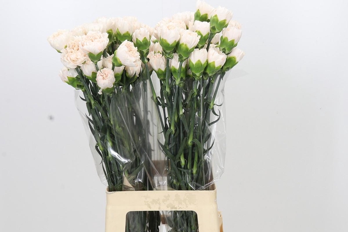 <h4>Dianthus St Brut</h4>