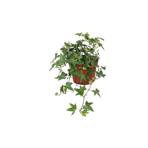 Hedera helix Diny