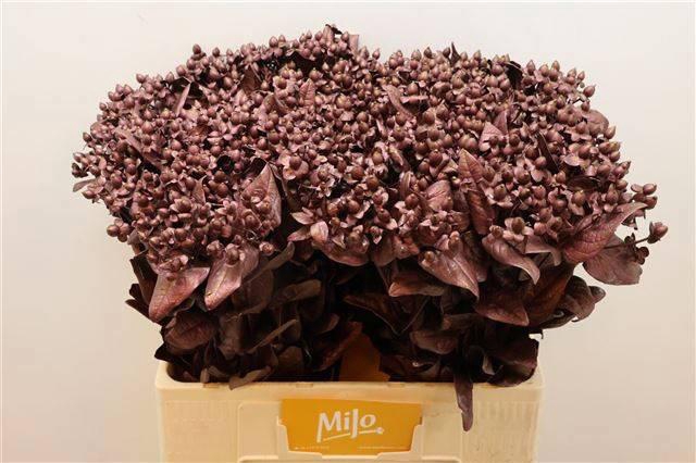 <h4>HYP OV KLB H%</h4>