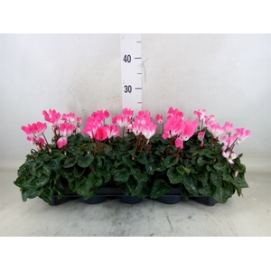 Cyclamen MD 'Indiaka'