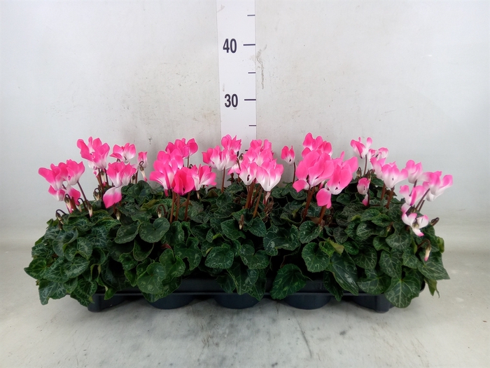 <h4>Cyclamen MD 'Indiaka'</h4>