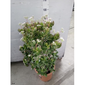 Crassula ovata