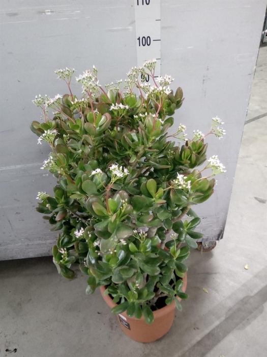 <h4>Crassula ovata</h4>
