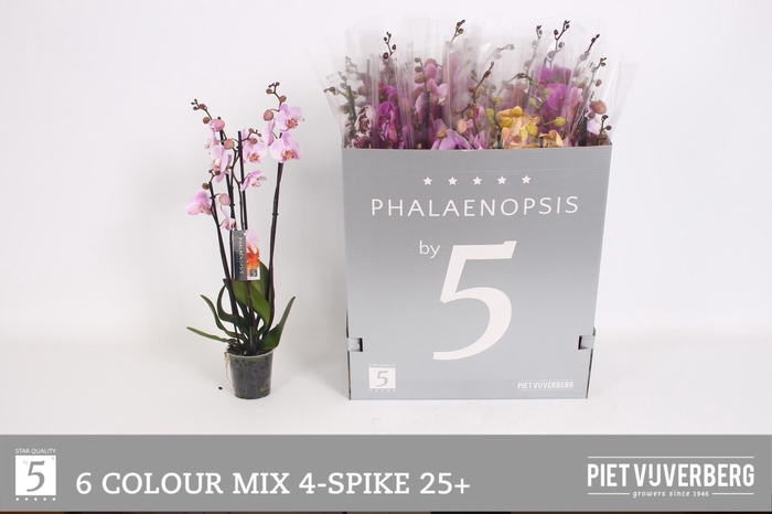 <h4>PHAL GEM 6 KL</h4>