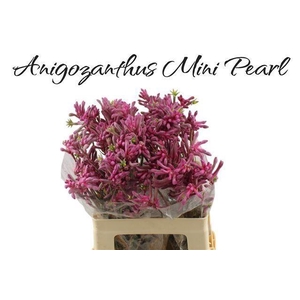 ANIGOZANTHOS FLAV. 'MINI PEARL'