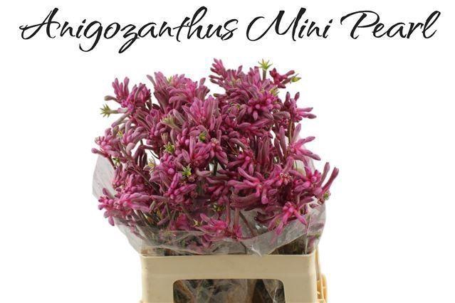 <h4>ANIGOZANTHOS FLAV. 'MINI PEARL'</h4>