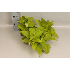 Ipomoea Lime