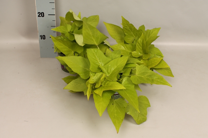 <h4>Ipomoea Lime</h4>