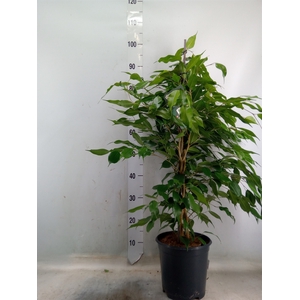 Ficus benja. 'Exotica'