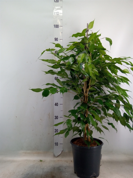 <h4>Ficus benja. 'Exotica'</h4>