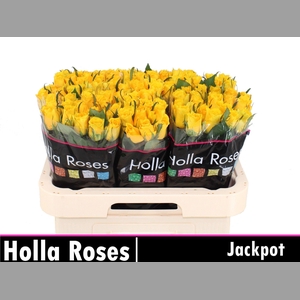 R GR JACKPOT+