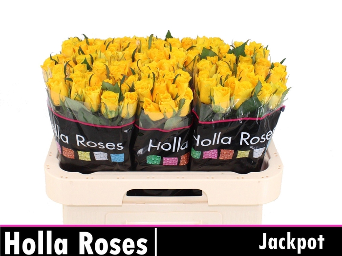 <h4>Rosa kl Jackpot</h4>