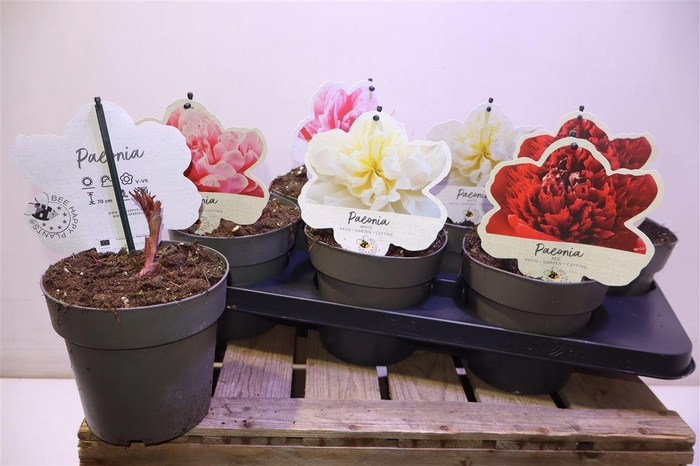 <h4>Paeonia L Gem</h4>