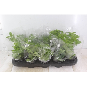ERVAS AROMATICAS P11