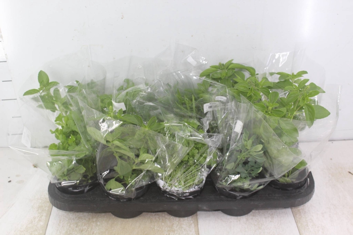 <h4>ERVAS AROMATICAS P11</h4>