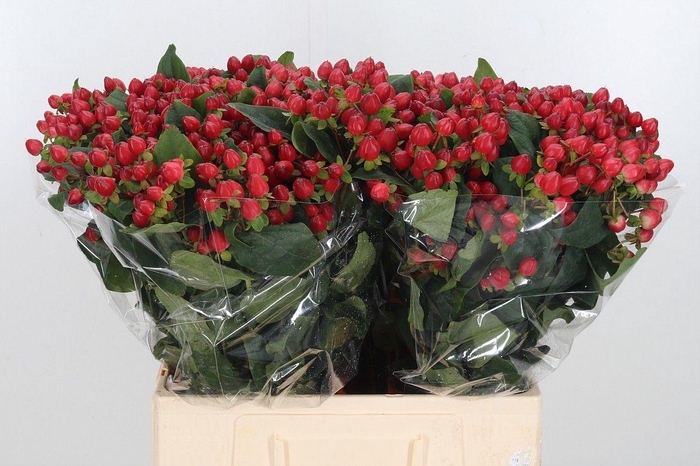 <h4>HYP MAG TRIUMPH</h4>